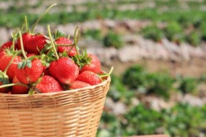fraises santé fermes cueillettes ile de france