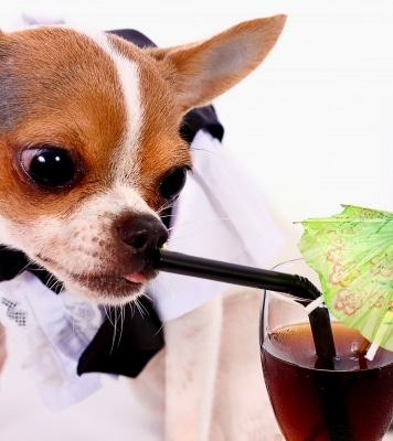 Ouverture d'un bar à chiens à Londres: la nouvelle tendance de demain? 
