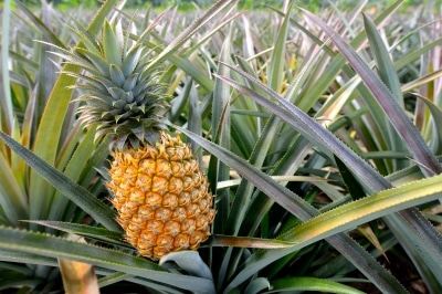 La culture d'ananas