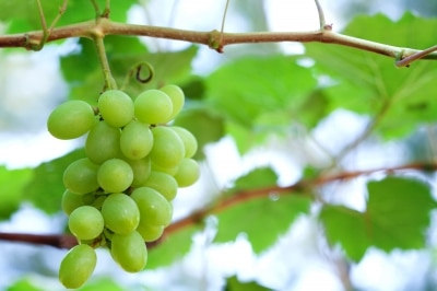 raisins vin santé