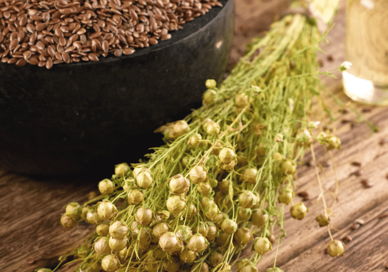 A la découverte des bienfaits des graines de lin / A la découverte des bienfaits des graines de lin /