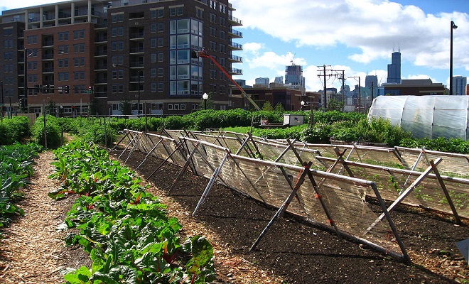 Les Jardins Collaboratifs : l’agriculture au cœur de la ville !