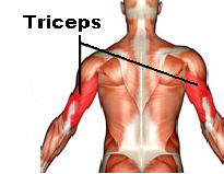 triceps anatomie