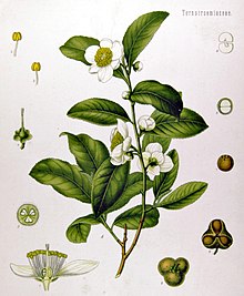 camellia sinensis arbre à thé