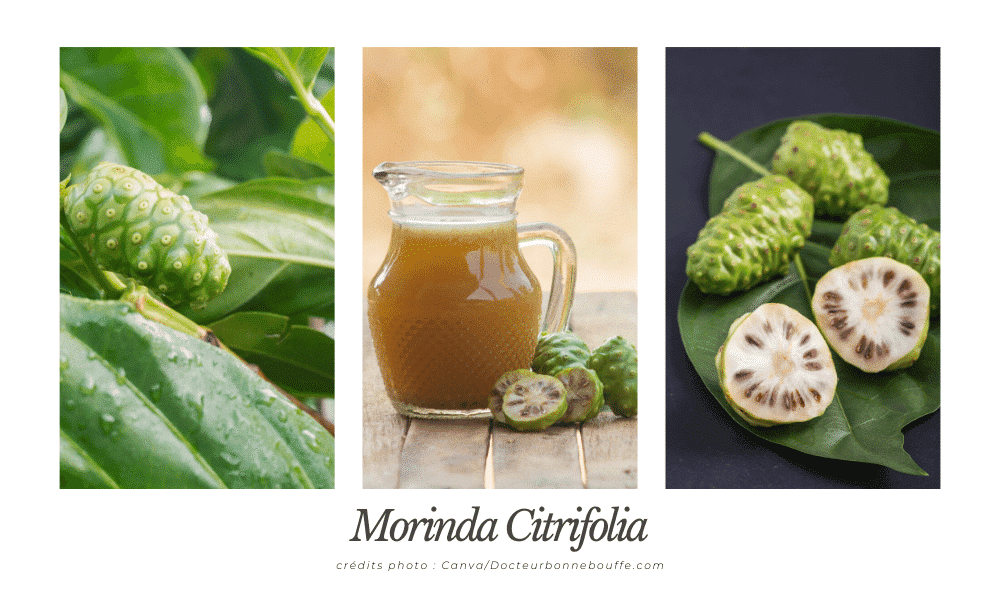 A la découverte des bienfaits du jus de noni / A la découverte des