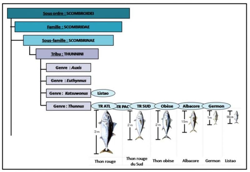 Le thon - Tout savoir sur le thon, les différentes espèces